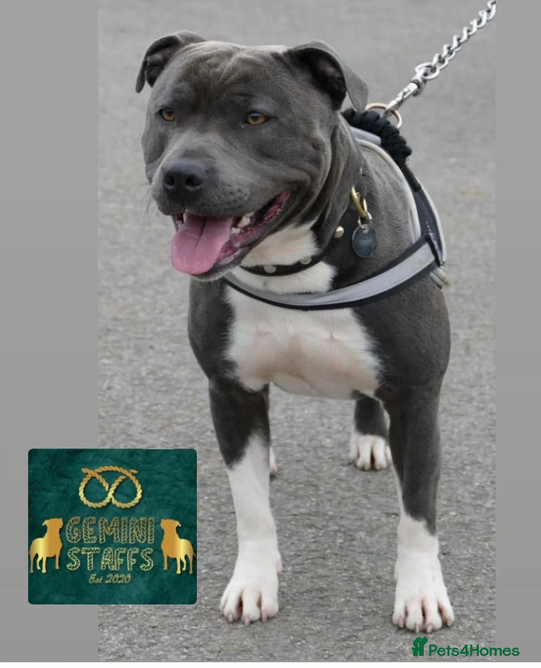 Staffordshire Bull Terrier dogs for sale: Geministaffs socks & Tilly (4⭐️ licensed breeders) - Advert 5