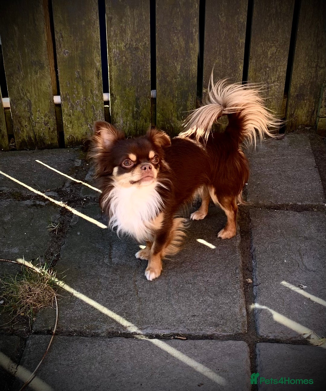 Chihuahua dogs for stud: My handsome boy for stud russian import in Durham - Advert 1