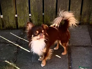 Chihuahua dogs My handsome boy for stud russian import - Advert 4