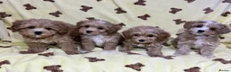 Maltipoo dogs for sale: 🐾Maltipoo F1🐾 - Advert 11