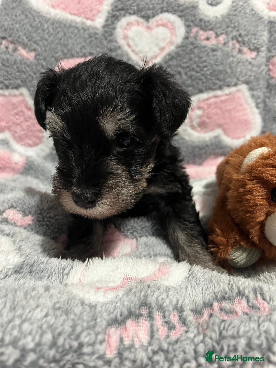 Miniature Schnauzer dogs for sale: Beautiful KC miniature Schnauzers  - Advert 13