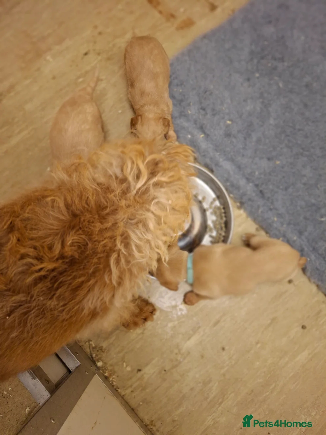 Mixed Breed dogs for sale: Miniature labradoodle X Whippet Puppies - Advert 11