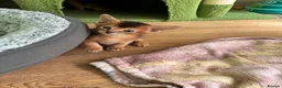 Abyssinian cats for sale: TICA 5* pedigree Abyssinian Kittens  - Advert 22