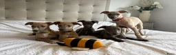 Whippet dogs for sale: Beautiful KC Registered Whippets  - Advert 22