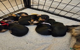 Mixed Breed dogs for sale: Yorkie x daxy puppies  - Image 11