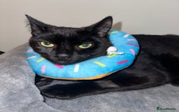 British Shorthair cats for sale: Male Adult Black British shorthair cat - Image 2