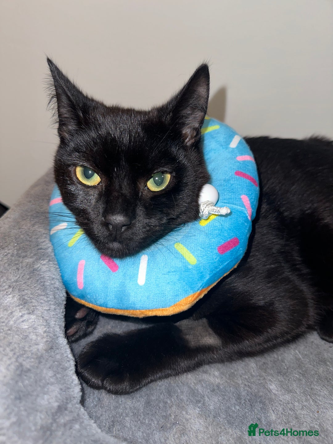 British Shorthair cats for sale: Male Adult Black British shorthair cat - Image 2