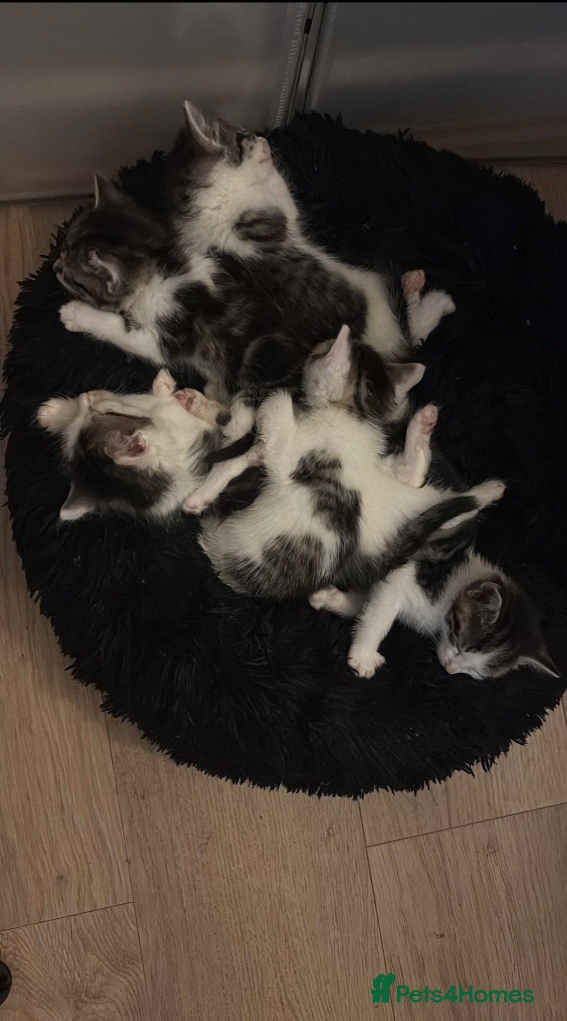 Mixed Breed cats 5 beautiful kittens  - Advert 1