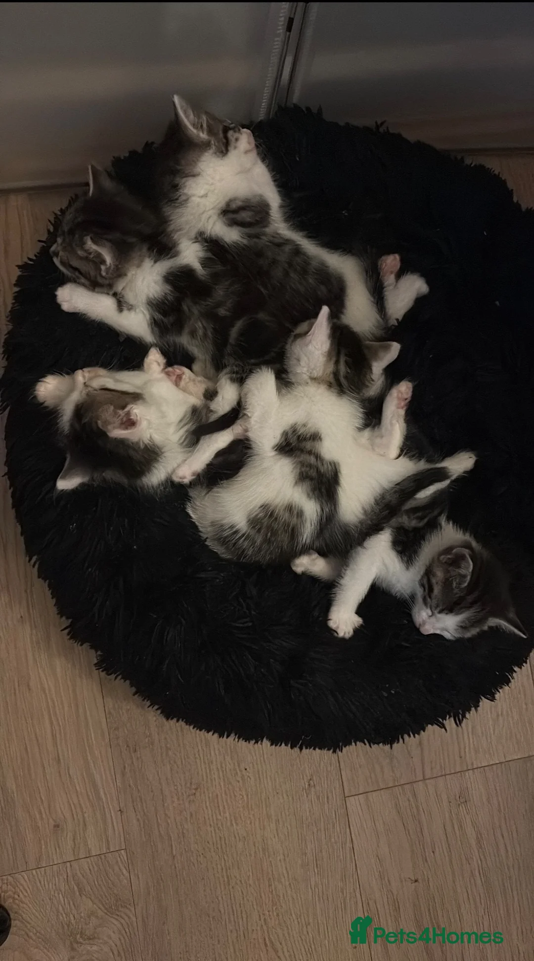 Mixed Breed cats for sale: 5 beautiful kittens  - Advert 1