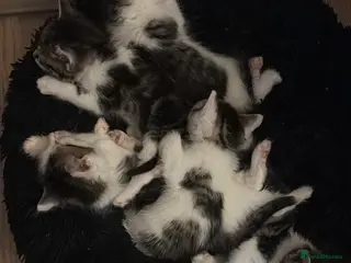 Mixed Breed cats 5 beautiful kittens - Advert 1