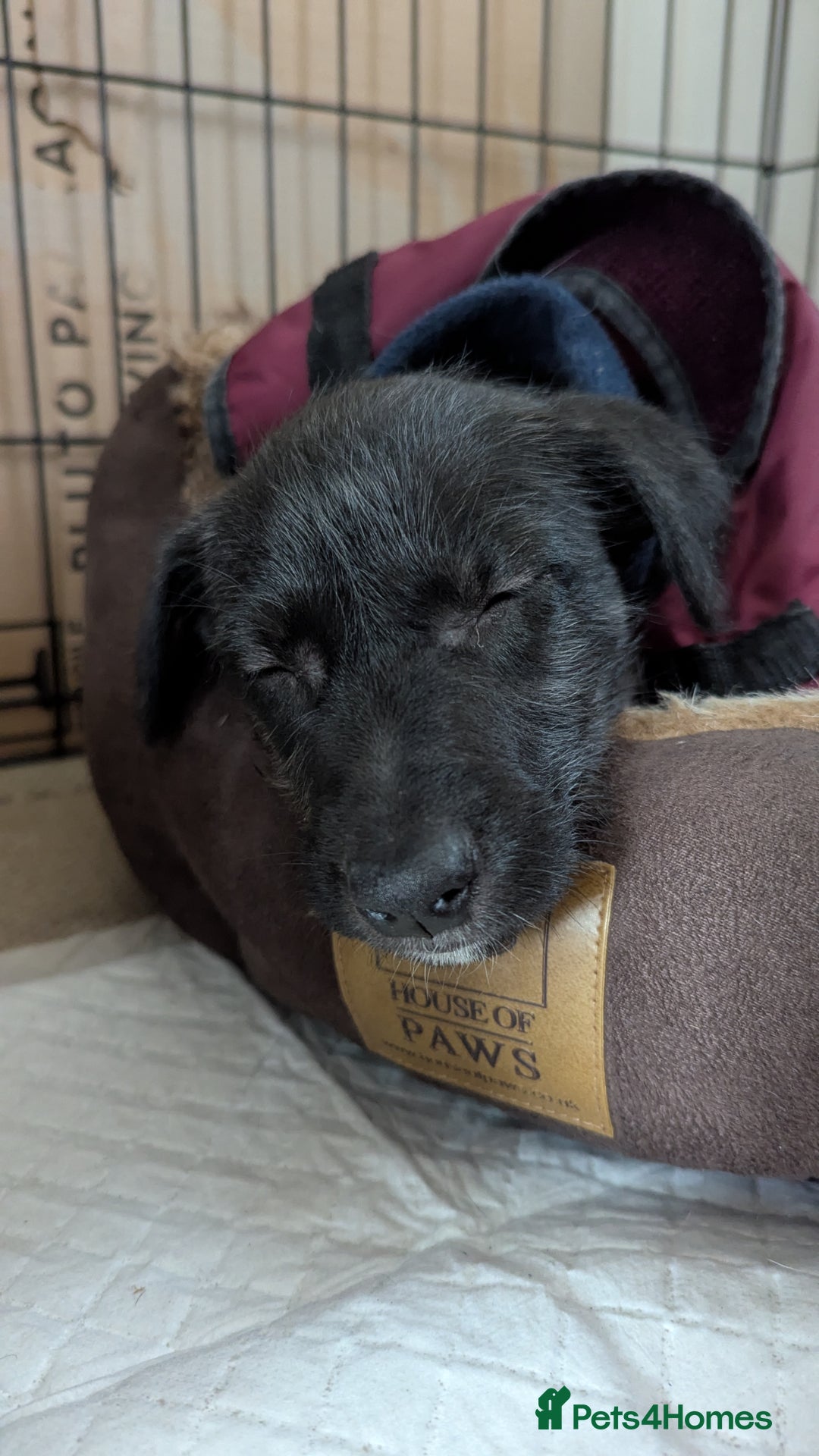 Mixed Breed dogs for sale: Lovely Lurcher puppy for rehome - Advert 5