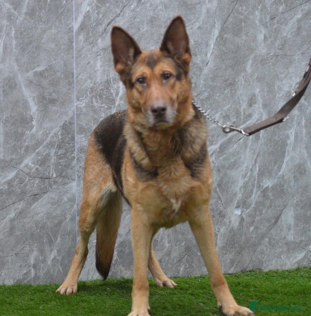 German Shepherd dogs for sale: KC Registered GSD Litter – 1 Male Available - Advert 17