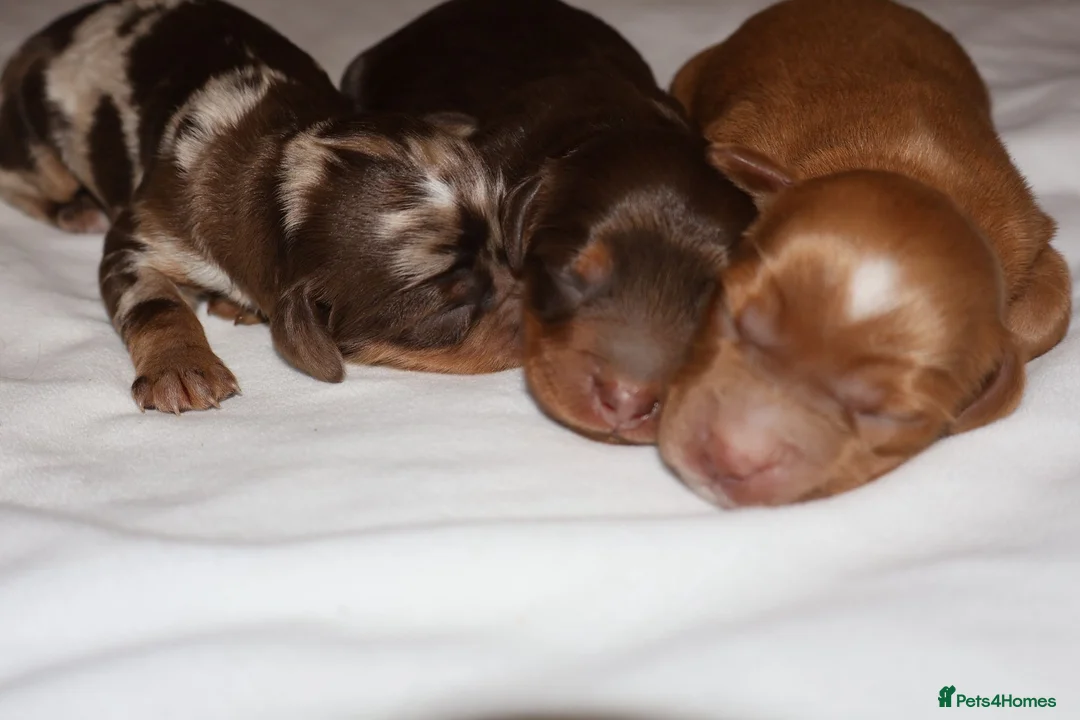 Cockapoo dogs for sale: Exceptional cockapoo puppies  - Advert 15