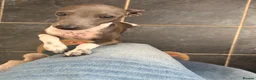 Italian Greyhound dogs for sale: Female Italian Greyhound - Advert 3