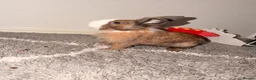 Lionhead rabbits for sale: Lionheas rabbit  in Stalybridge - Advert 2