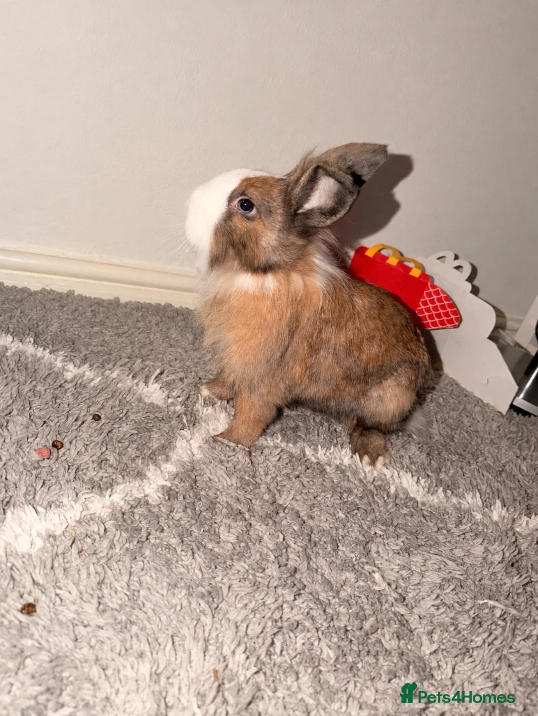 Lionhead rabbits for sale: Lionheas rabbit  in Stalybridge - Advert 2