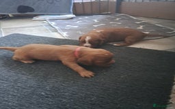 Cockalier dogs for sale: Cockerliers  health tested parents  - Image 10