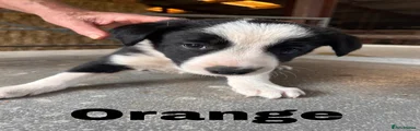Border Collie 3