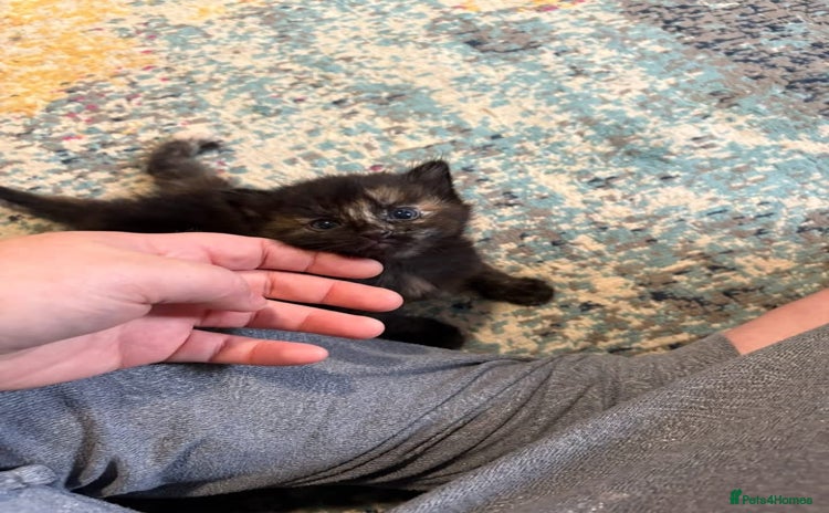 Domestic Shorthair cats - Advert 10