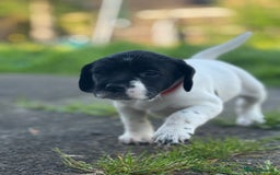Mixed Breed dogs for sale: LAST PUPPY ❤️ - Image 5