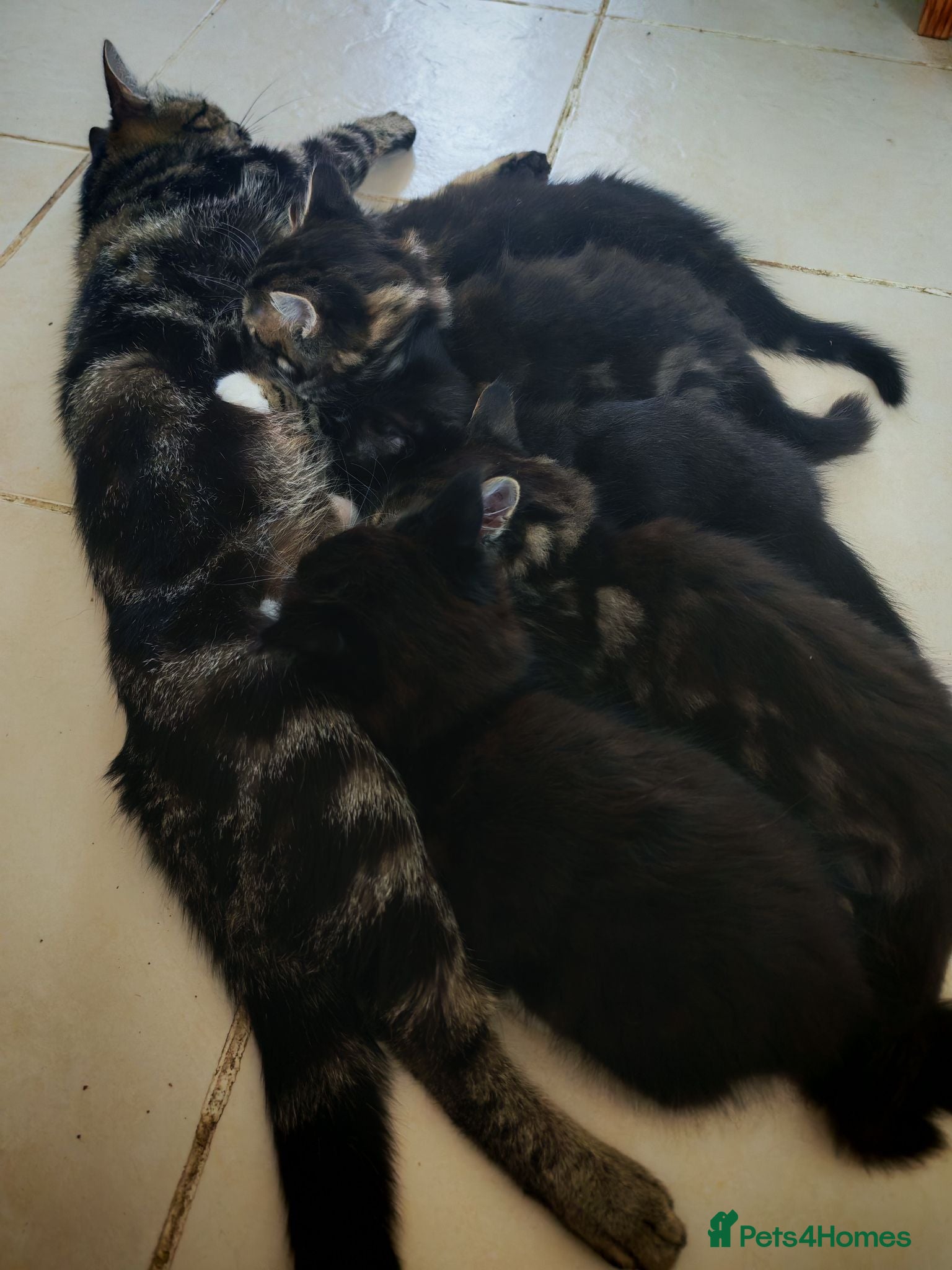 Mixed Breed cats 5 Female Kittens - Advert 6