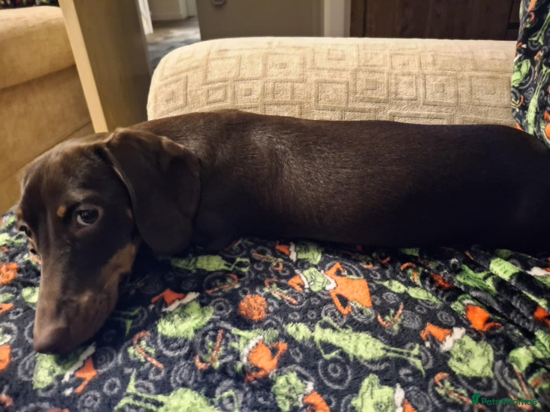 Miniature Dachshund dogs for sale: Winnie miniature dachshund - Advert 1