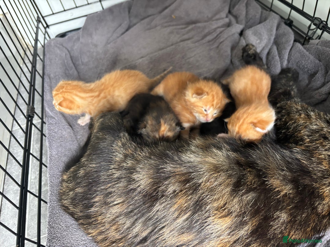 Mixed Breed cats for sale: Beautiful kittens for sale - Image 1