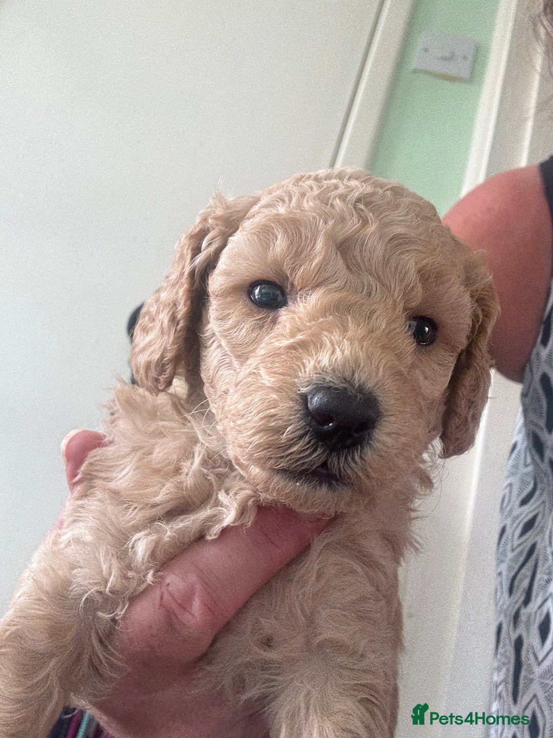 Toy Poodle dogs for sale: Stunning litter of Toy Poodles - Image 13