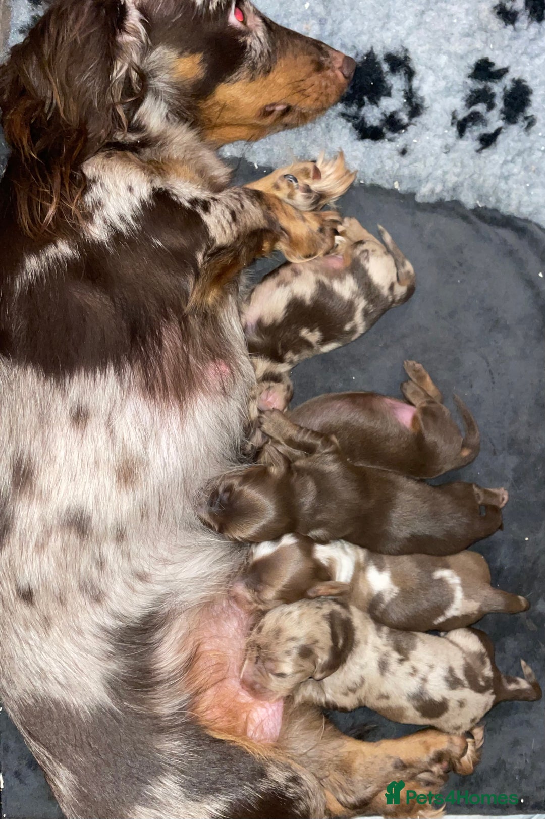 Miniature Dachshund dogs for sale: Miniature Dachshund Long Haired Puppies  - Advert 2