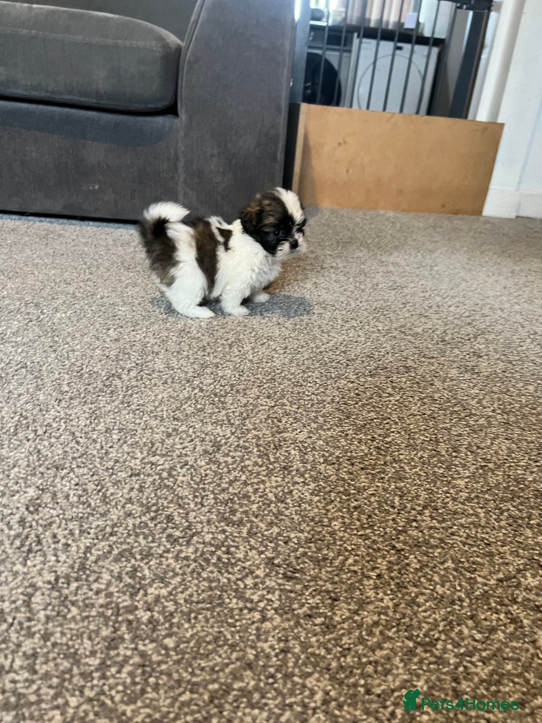 Zuchon dogs for sale: Shihzu x Bichon x Westie - Image 11