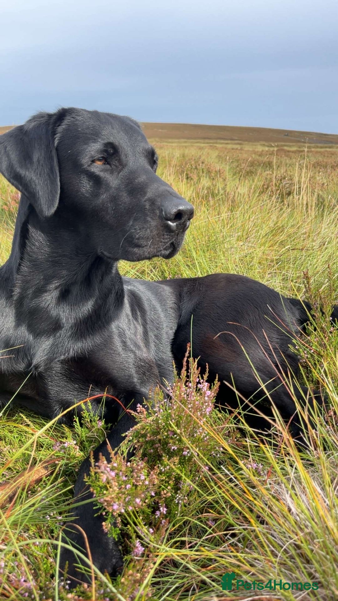 Mixed Breed dogs for sale: Pointer x Labrador puppies  - Advert 7
