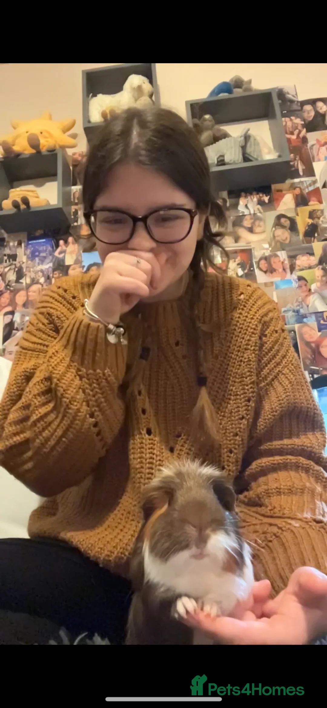 Guinea Pig rodents for sale: 4yr old Guinea pig for rehoming  - Advert 3