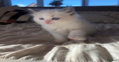 Ragdoll cats Stunning Ragdoll kittens. Ready 12 December - Advert 4
