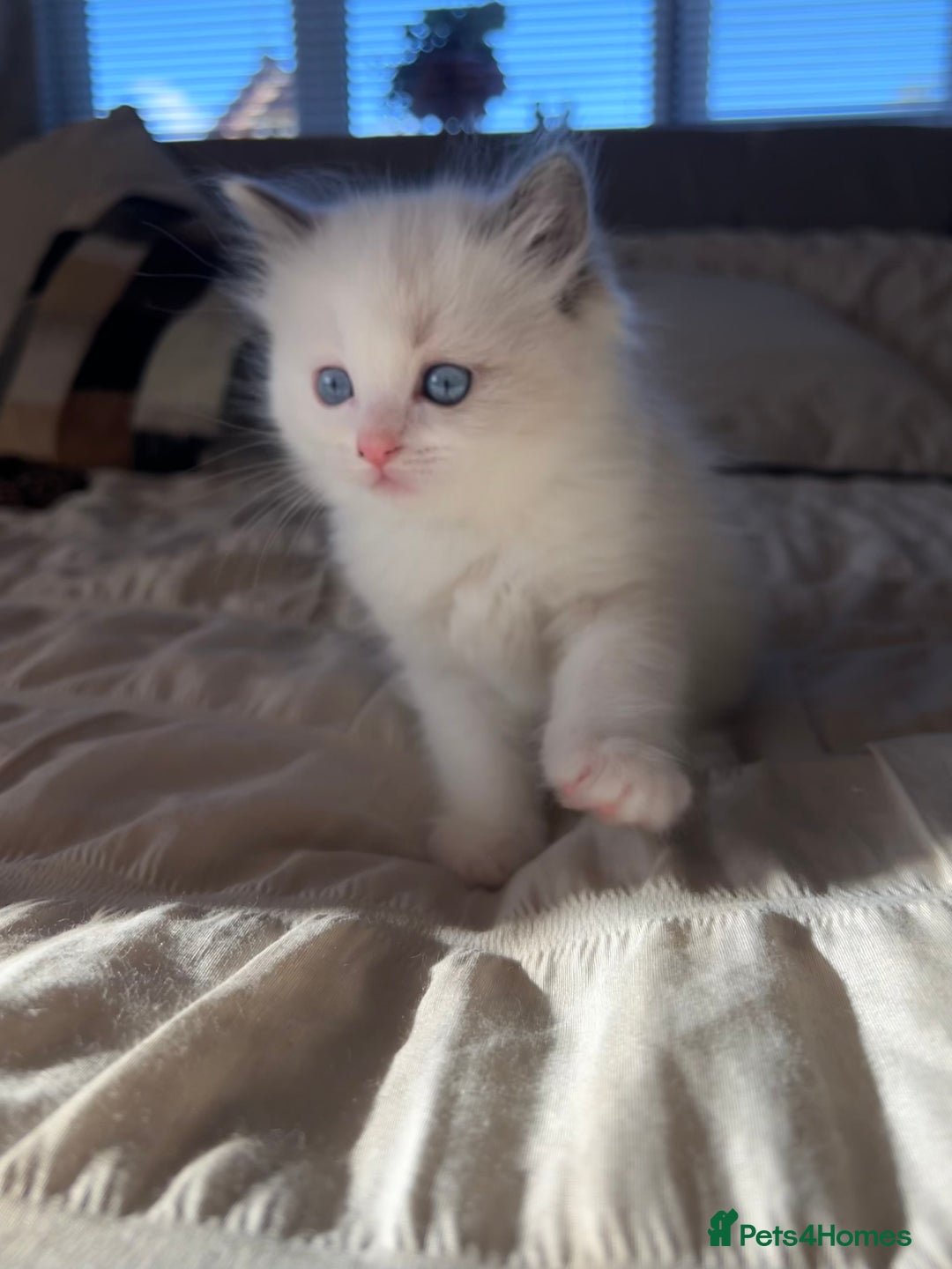 Ragdoll cats for sale: Stunning Ragdoll kittens. Ready 12 December - Image 2
