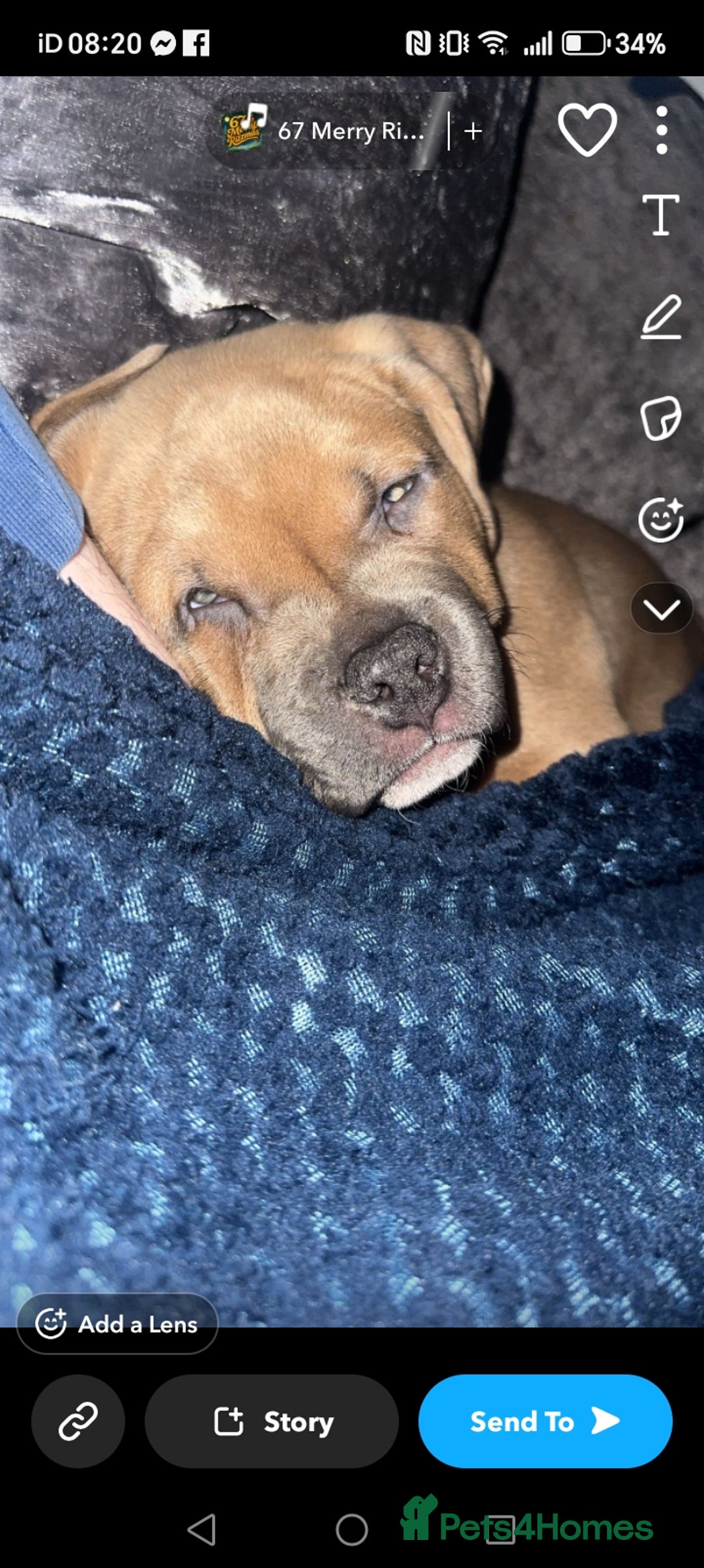 American Bully dogs for sale: 13 month old pocket bully male  - Advert 4