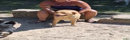 Labrador Retriever dogs for sale: Stunning Labrador pups - Advert 2