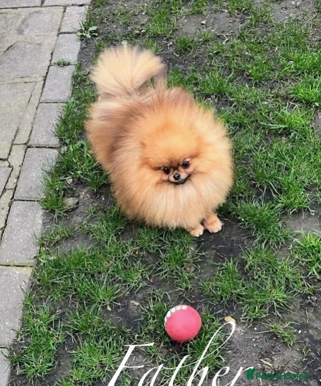 Pomeranian dogs for sale: 🐻Teddy Face🏆Championship🔥KC - Advert 25