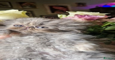 Persian cats - Advert 5