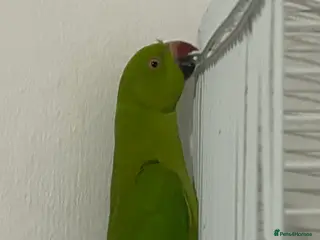 Mixed Breed birds Mixed birds available - Advert 2