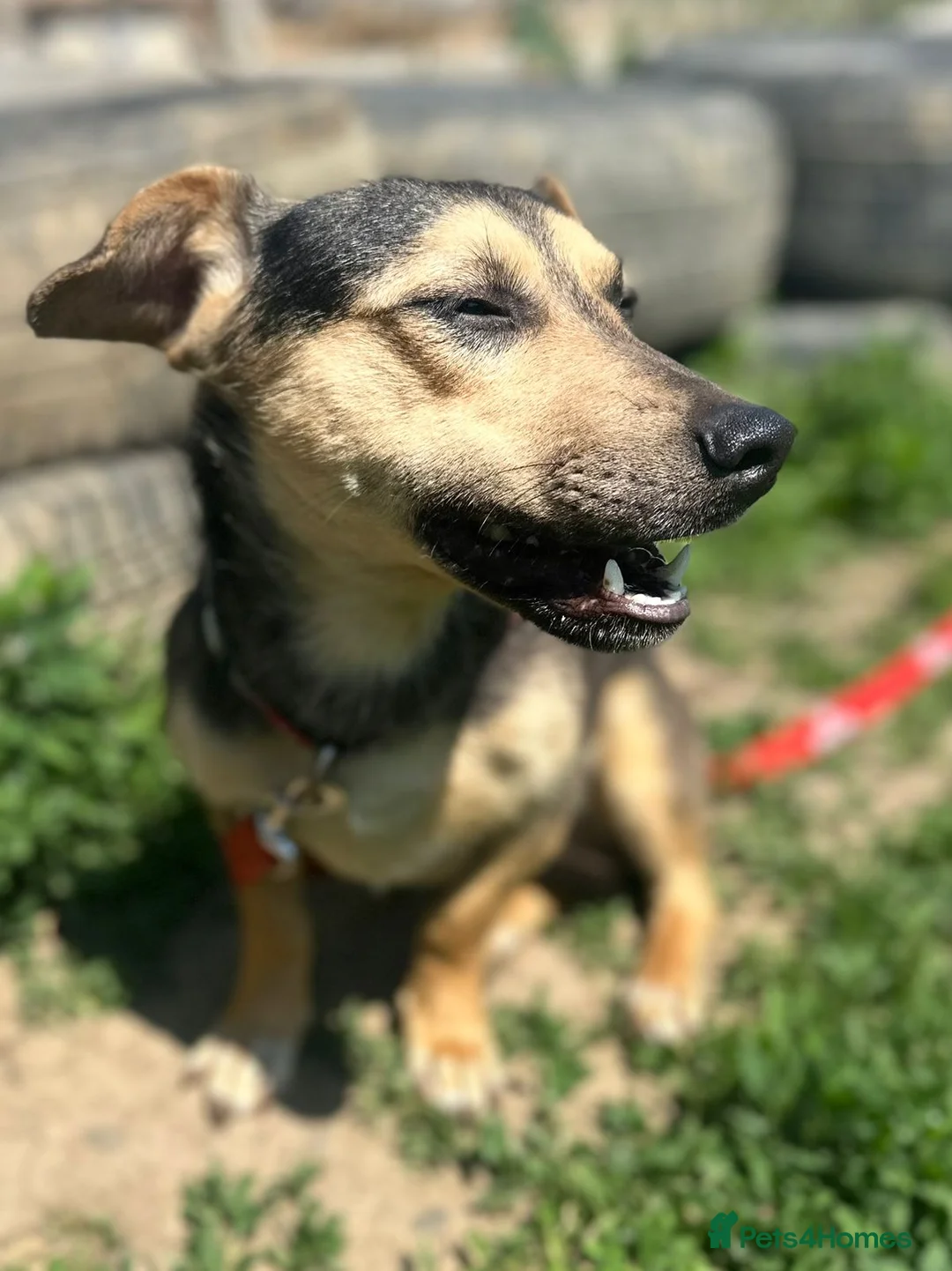 Mixed Breed dogs for adoption: 💙 VOLT: LOOKS AT PEOPLE LIKE THEY MEAN EVERYTHING in Burton-on-Trent - Advert 2