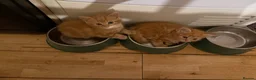 Maine Coon cats for sale: 1/2 Maine coon kittens ❤️ - Advert 13