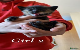 Mixed Breed cats for sale: 6 mixed breed kittens - Image 2
