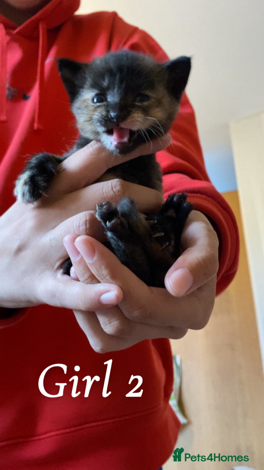 Mixed Breed cats for sale: 6 mixed breed kittens - Image 2