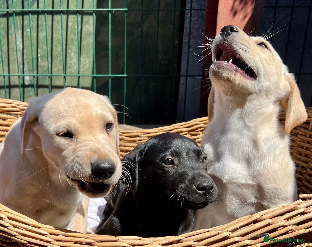 Labrador Retriever dogs for sale: Labrador Pups Chunky traditional type 1 girl left in Barrow-upon-Humber - Image 20