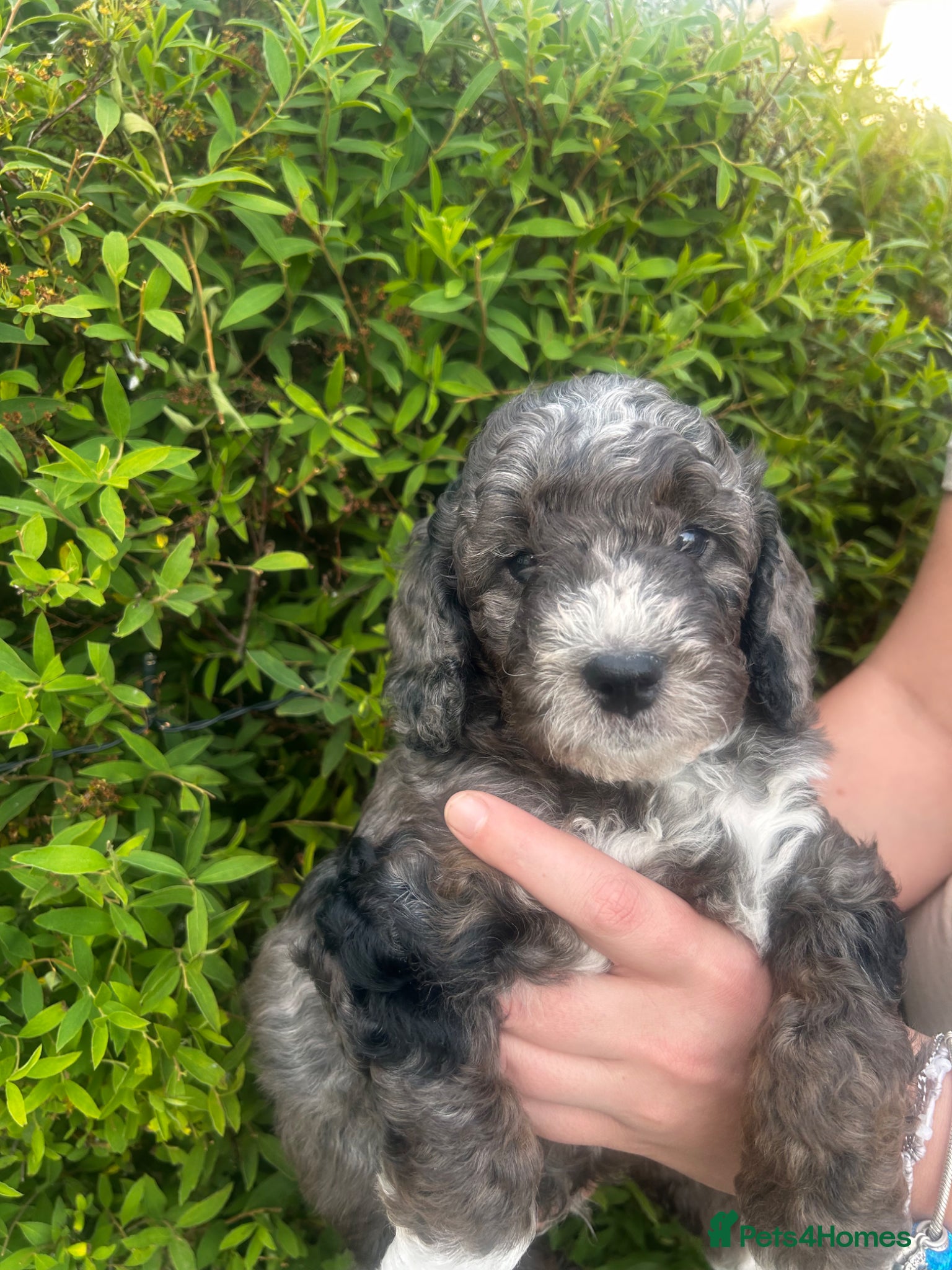 Sproodle dogs for sale: Sproodle puppies  in Accrington - Advert 3
