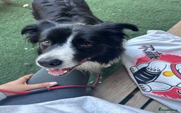 Border Collie dogs for stud: Beautiful Border Collie for Stud - Image 2