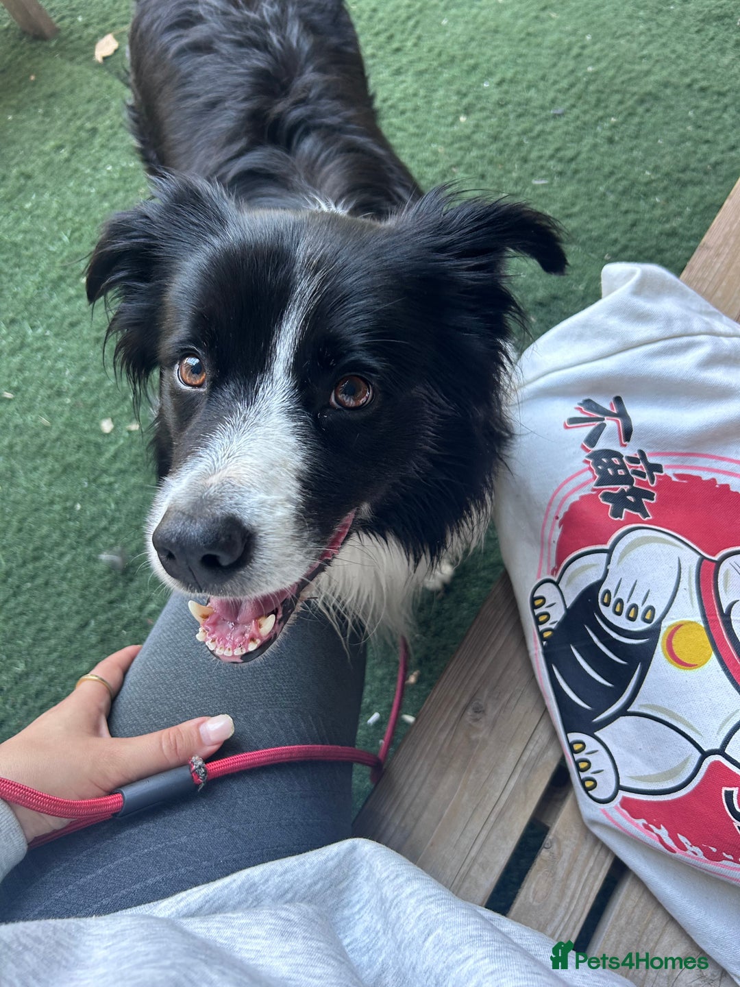 Border Collie dogs for stud: Beautiful Border Collie for Stud - Image 2