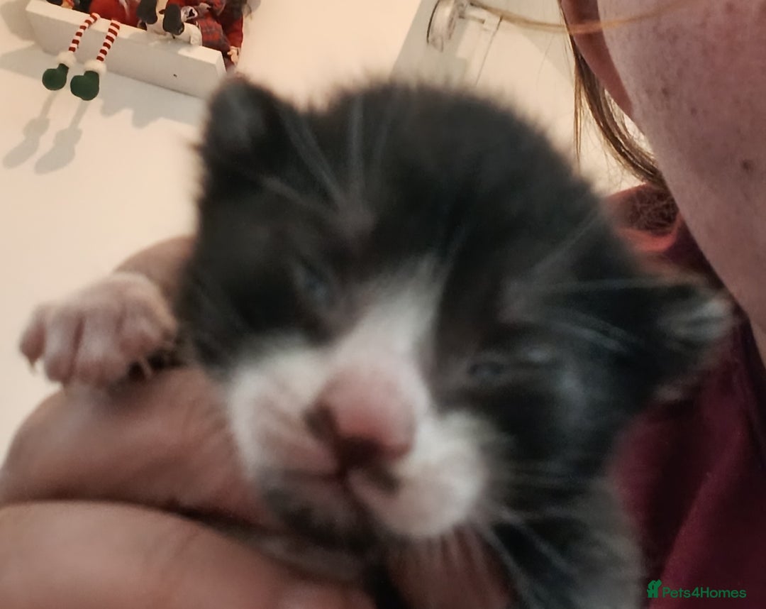 Mixed Breed cats for sale: 3 kittens for sale  - Advert 2