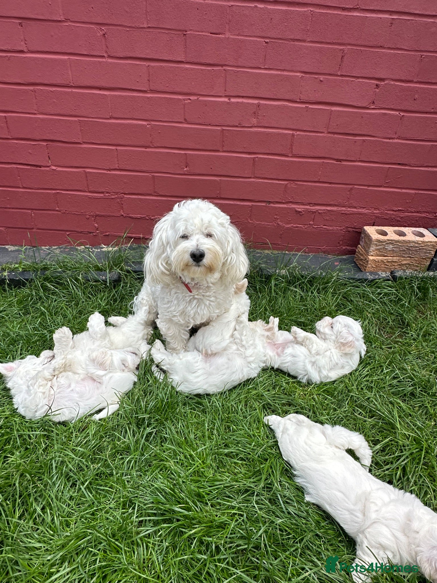 Bichon Frise dogs     🐶 6 Adorable Puppies Looking for a Home - Advert 3