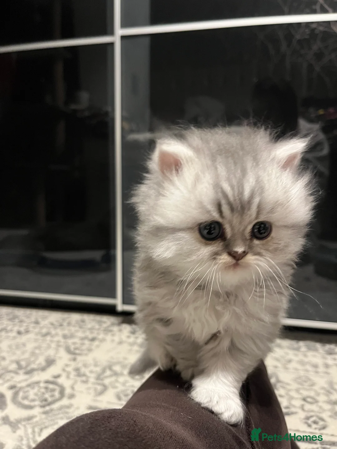 Persian cats for sale: SOLD .  - Advert 13